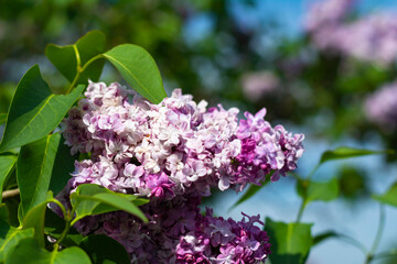 Spring lilac blooms in small purple flowers. Bright photo against the blue sky. Curly lilacs.