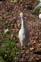 White Ibis in the sunshine