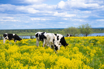 Cows graze in a yellow field with a river in the back field