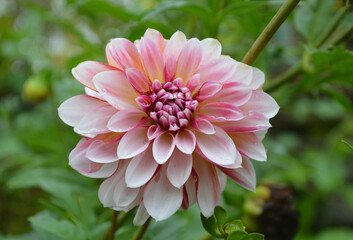 Delightful pale pink and yellow dahlia with green foliage in Ontario, Canada