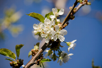White cherry blossoms burst from a cherry tree branch against a clear blue spring sky in Ontario, Canada