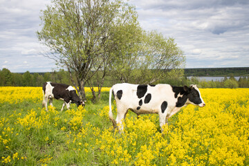 Cows graze in a yellow field with a river in the back field