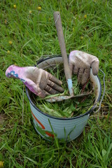 Work garden gloves and garden hoe in bucket of weeds in summer garden © Alexey Antipov