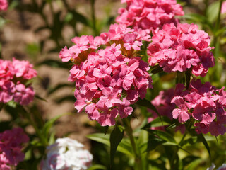 Naklejka premium (Dianthus barbatus) Plate-bandes d'oeillet des poètes aux petites fleurs rose foncé