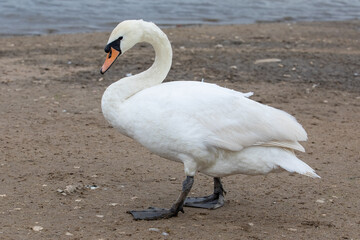 Swan on the sandy beach
