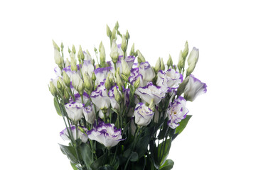 Eustoma excal blue pico. Close up beautiful flower isolated on white studio background. Design elements for cutting. Blooming, spring, summertime, tender leaves and petals. Copyspace.