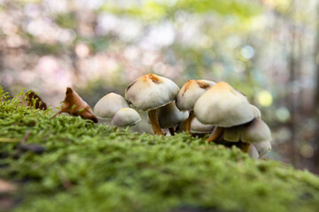 Mushrooms grow on a mossy tree trunk in the forest.