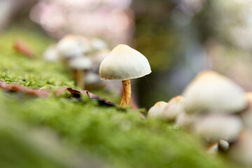 Mushrooms grow on a mossy tree trunk in the forest.