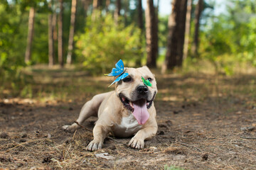 Colorful butterfly sitting on dog's nose in forest