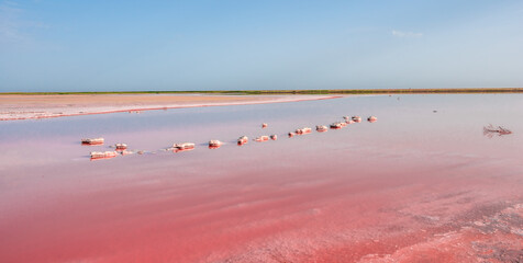 Brine and salt of a pink lake Koyash colored by microalgae Dunaliella salina, famous for its...