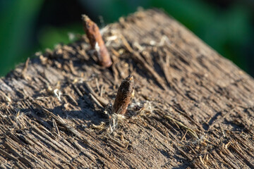 Rusty nails on old wood