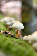 Mushrooms grow on a mossy tree trunk in the forest.