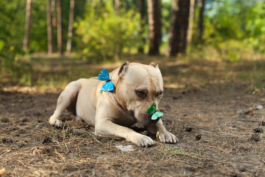 Colorful butterfly sitting on dog's nose in forest