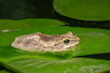 Image of Common tree frog, four-lined tree frog, golden tree frog, (Polypedates leucomystax) on the lotus leaf. Animal. Amphibians.