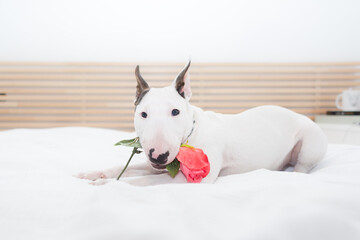 Bullterrier Blanco Con una Rosa