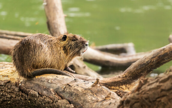 Un coipo (Myocastor coypus) acostado en un tronco mirando hacia la derecha en el r&iacute;o