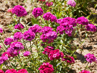 (Dianthus barbatus) Plate-bandes d'oeillet des poètes ou oeillet barbu