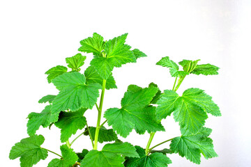 Young shoots of red currant on a light background