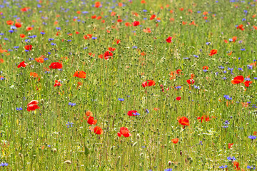 Fototapeta premium Wildblumenwiese mit Klatschmohn und Kornblumen