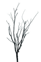 Dead tree isolated on white background with clipping path
