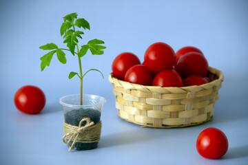 Fototapeta na wymiar Young tomato sprout, ripe tomatoes in a decorative basket, red tomatoes. Seedlings of tomato in a pot. Nature background. Healthy food concept. Horizontal view. Copy space.