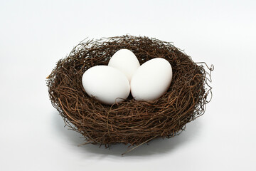 bird nest with eggs
