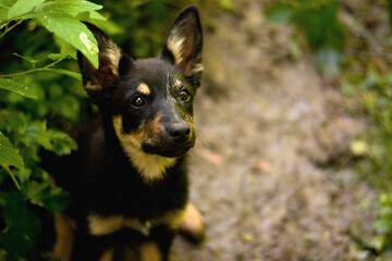 Cute pure breed australian kelpie puppy posing in the forest. Dog portrait in nature.