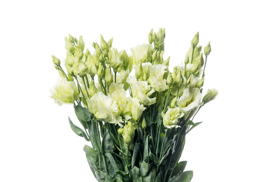 Eustoma rosi white. Close up beautiful flower isolated on white studio background. Design elements for cutting. Blooming, spring, summertime, tender leaves and petals. Copyspace.