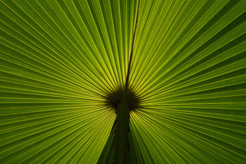 Back view texture of palm leaf