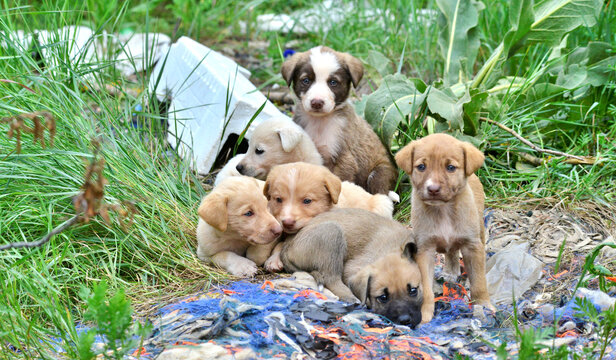 cute stray puppies pictured in a garbage dump