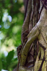 A tarsius at Tangkoko park