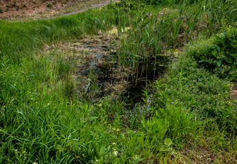 Beautiful summer landscape green trees, grass and a dirt road