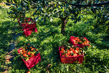 Harvesting oranges in Sicily, Italy. Green spring view of orange garden. Fresh green leaves shining on the sunlight. Beauty of countryside concept background.