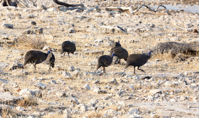 Group of guinea fowl birds