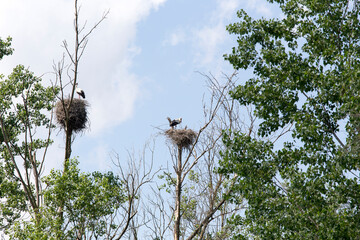 South of Milan, storks picture