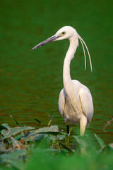 Image of little egret (Egretta garzetta) looking for food in the swamp on nature background. Bird. Animals.