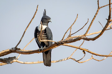 Naklejka premium Image of Black baza (Aviceda leuphotes) perched on a branch on nature background. Falco. Bird. Animals.