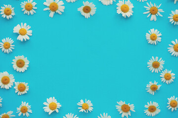 Daisy pattern. Frame from summer chamomile flowers on blue background. Flat lay. Top view.