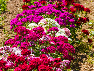 (Dianthus barbatus) Touffes en plate-bandes d'oeillet des poètes en bouquets ou corymbes de petites fleurs parfumées aux couleurs variées