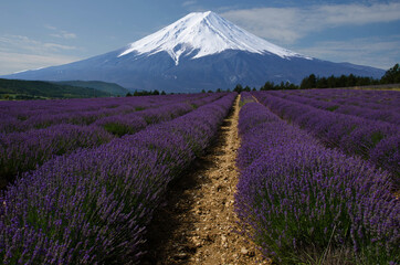 Plakat Der Fuji iin der Provence
