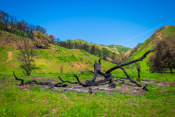 Left over of a burnt tree in Malibu Creek State Park after the Woolsey fire of 2018 in the Santa Monica Mountains, spring 2019