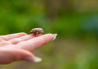 cockchafer on a female finger, soft green background.
