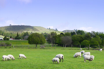 Obraz premium Flock of lambs and sheep in the pasture. Spring in New Zealand.