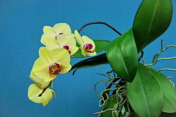 Yellow orchid on a blue background. Home flowers.