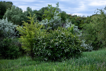 Beautiful summer landscape green trees, grass and a dirt road