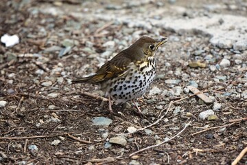 The song thrush (Turdus philomelos) is a small songbird in the thrush family, in early spring.