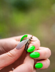 cockchafer on a female finger, soft green background.