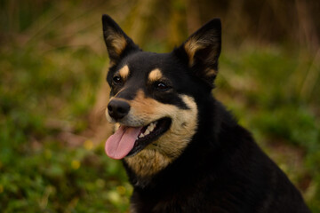 Beautiful young pure breed australian kelpie dog portrait in the forest, nature, morning, green, tongue, black and tan working breed