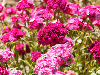 Obraz premium Dianthus barbatus, Œillet de poète ou oeillet barbu, petites fleurs parfumées en corymbe au sommet d'une courte tige