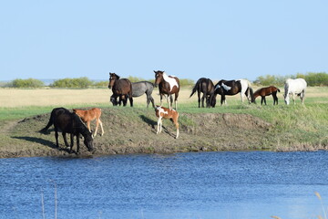 Domestic horse (Equus ferus caballus) - an animal from the horse family of the order ungulates, at...